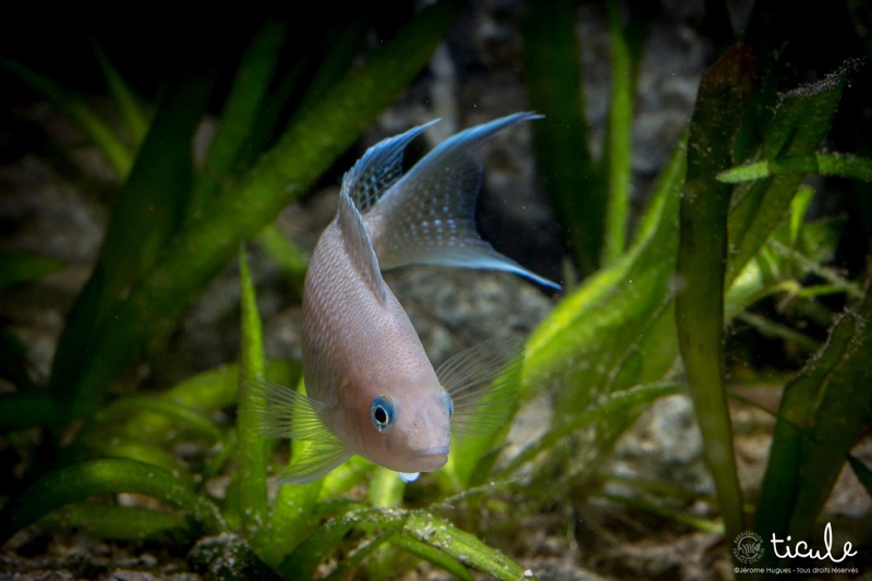 Neolamprologus marunguensis